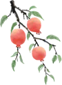 640.webp (5).png